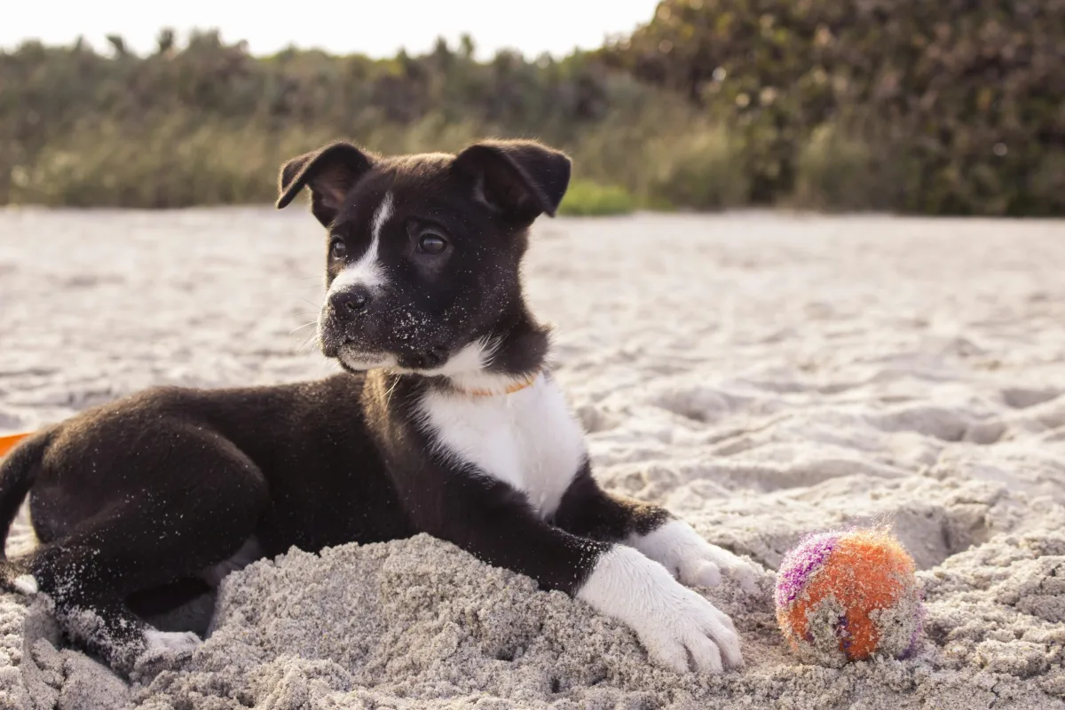 Relaxed rescue dog settling on a rug