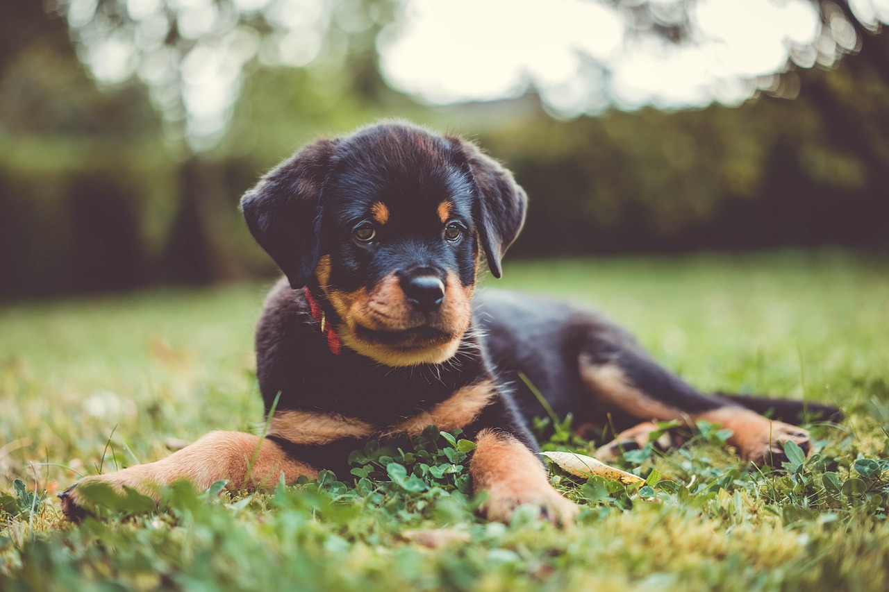 Owner sitting calmly with their dog in a natural setting