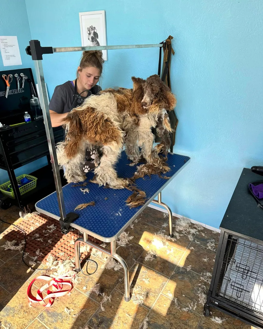 Affordable dog grooming Pocasset