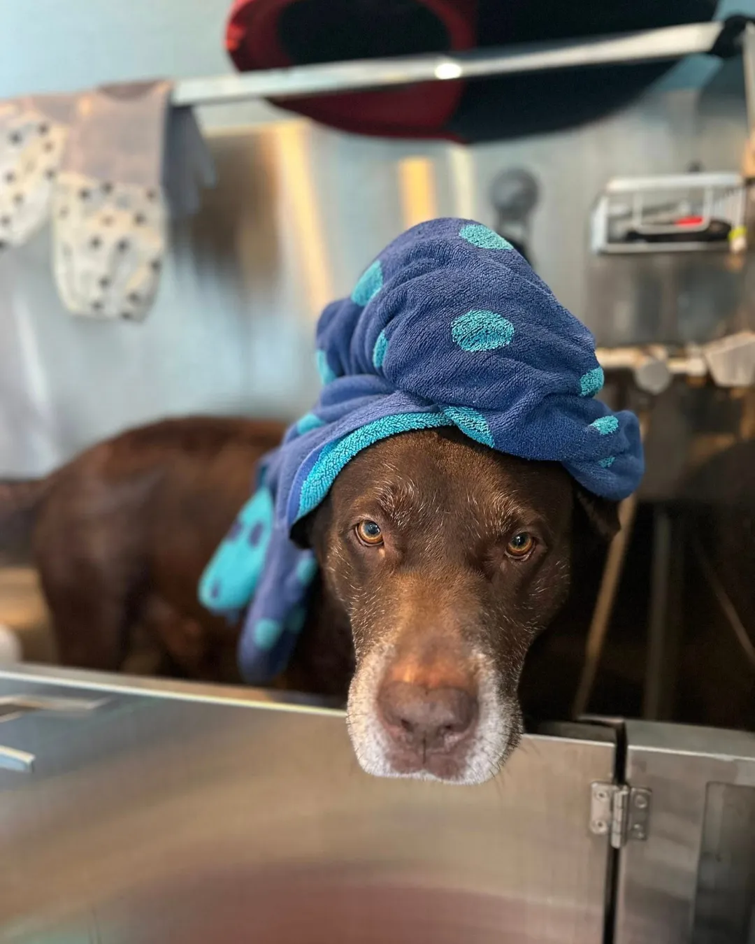 Certified dog groomer near Tuttle