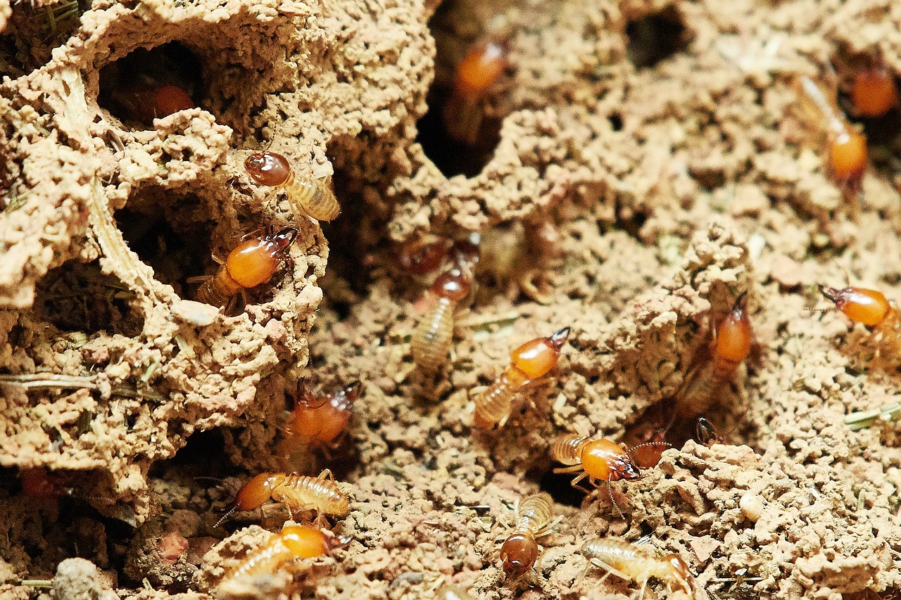 termite control tacoma wa