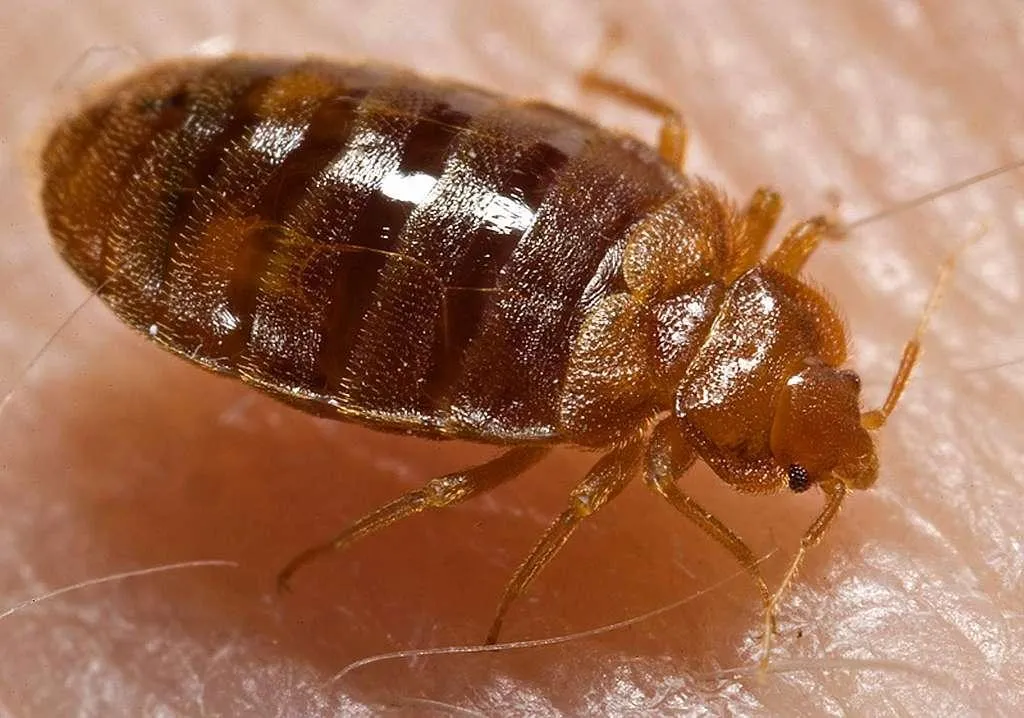 Olympia help with bed bugs