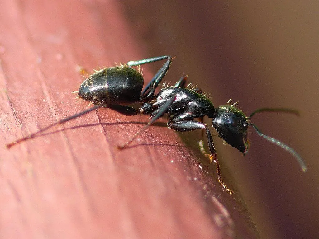 carpenter ant control tacoma