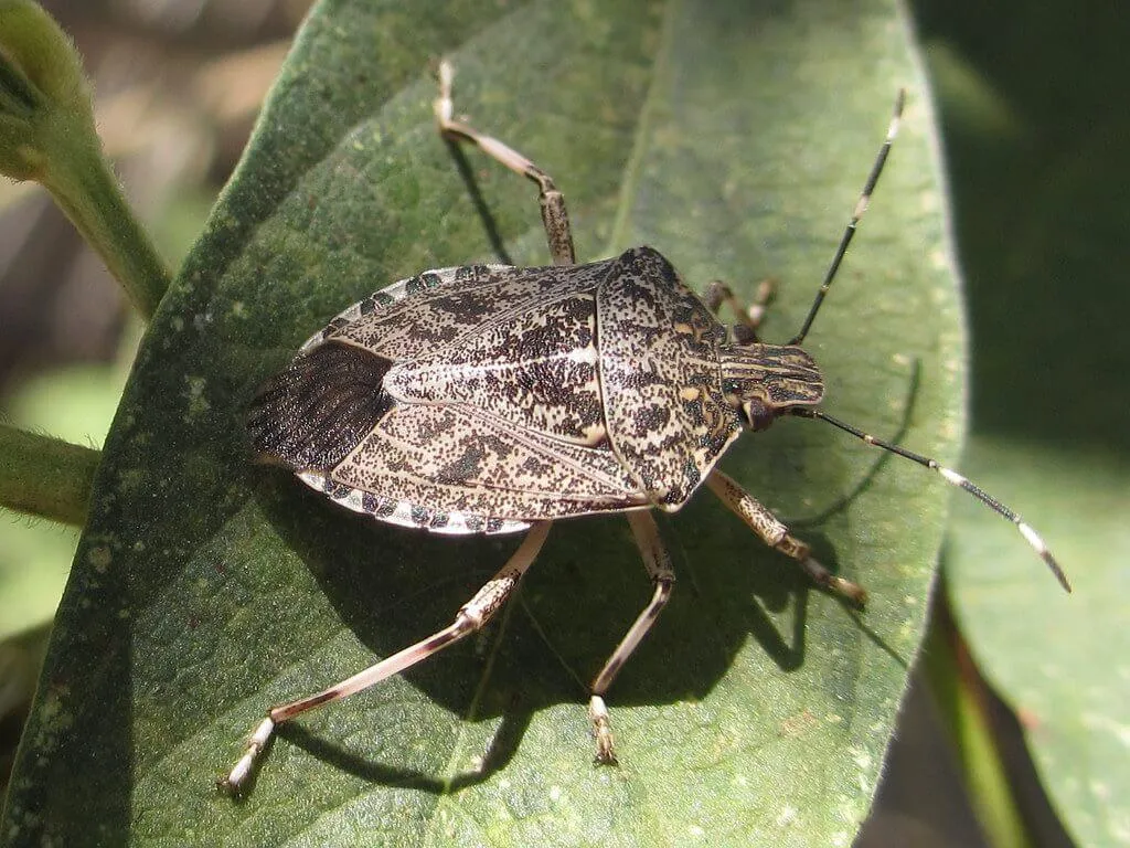 stink bugs tacoma