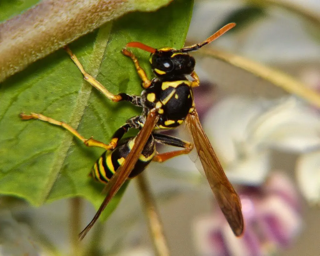 Paper Wasps Tacoma