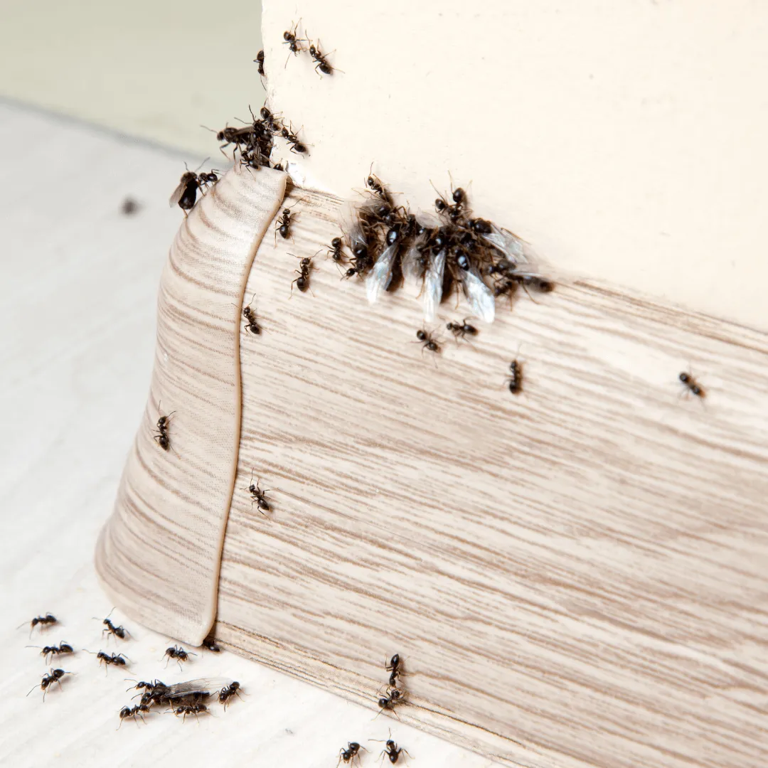 ant infestations in federal way