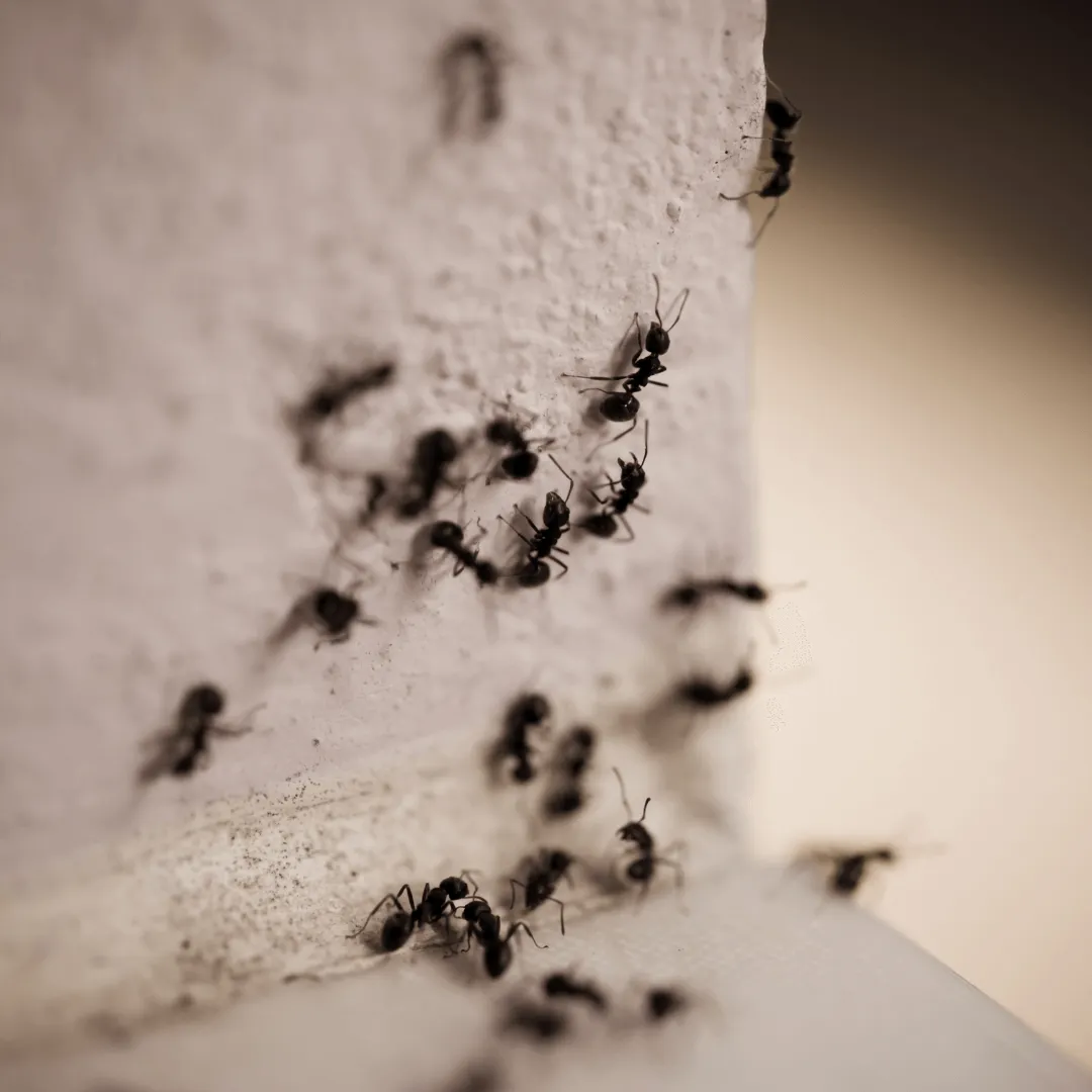 Ant Control in Federal Way