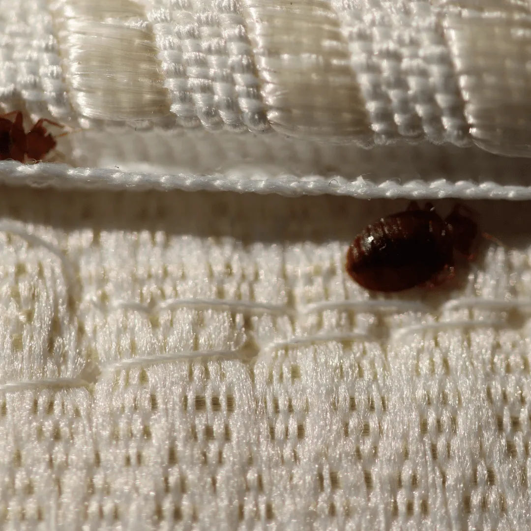 bed bug removal olympia