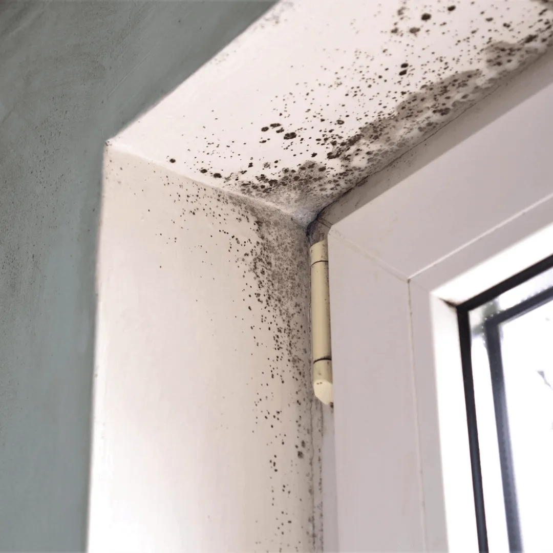 mold removal services