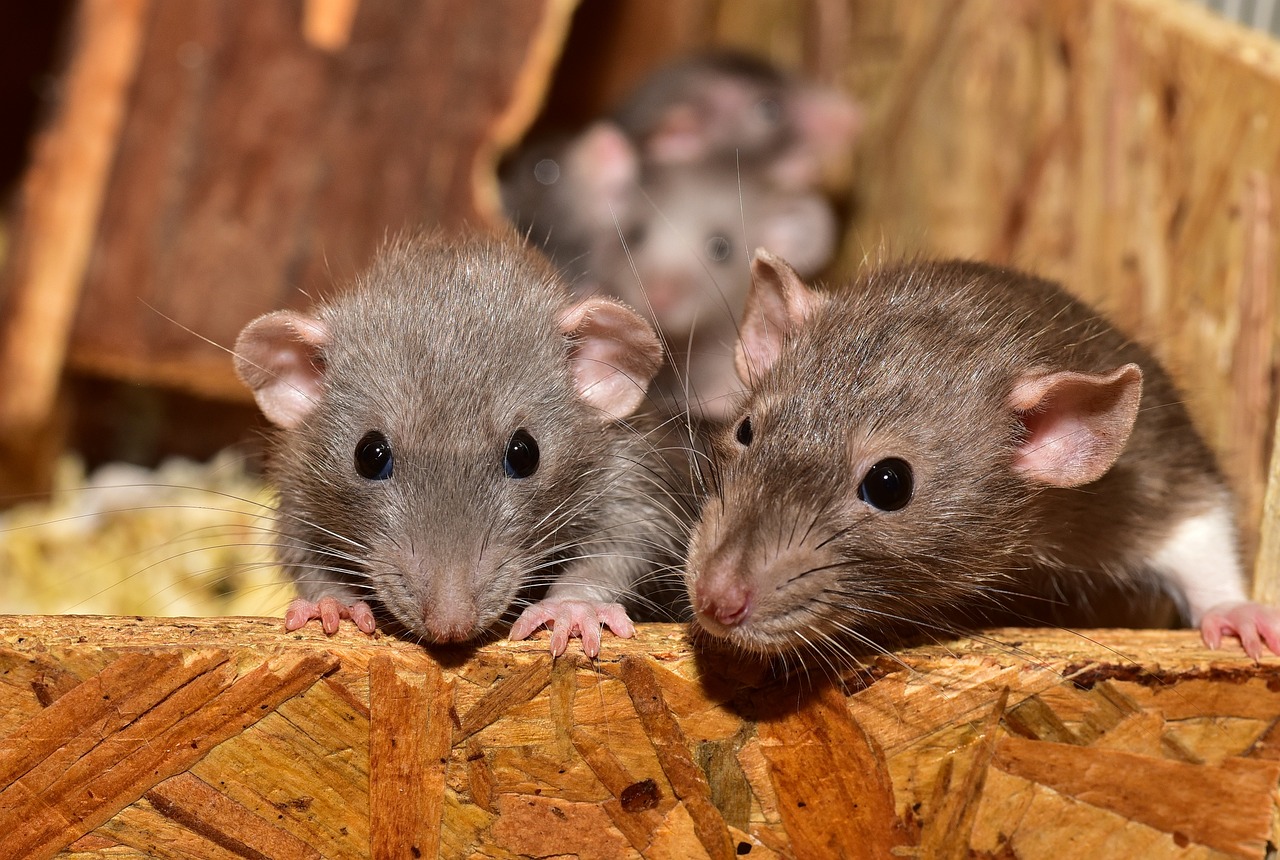 Rodent control services lacey wa