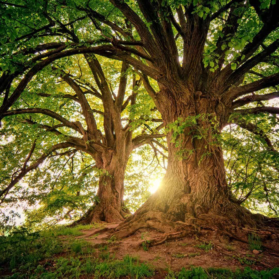 image of 2 big strong oak trees in thriving forest