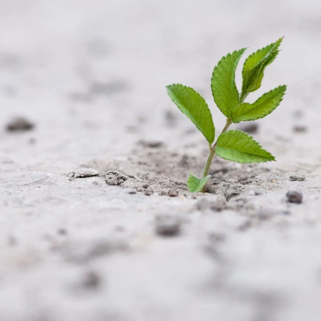 image of plant sprouting from concrete