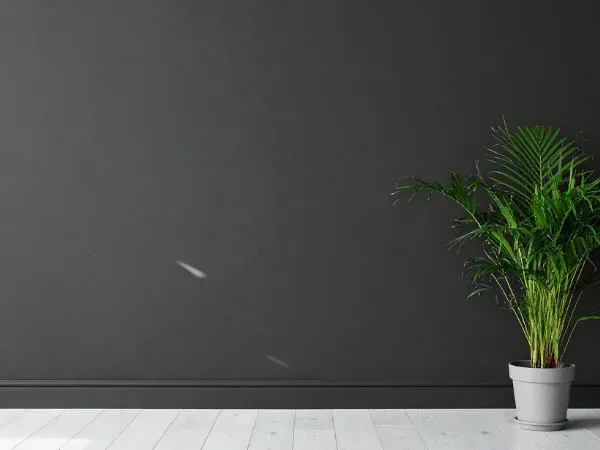 Modern living room interior with a dark accent wall and potted plant