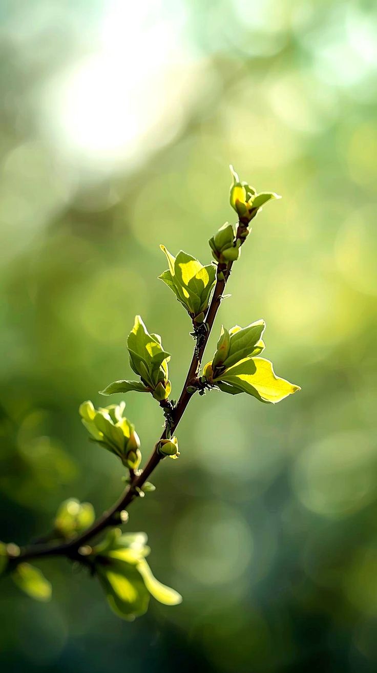 Frühlingsgedanken, ... trotzdem