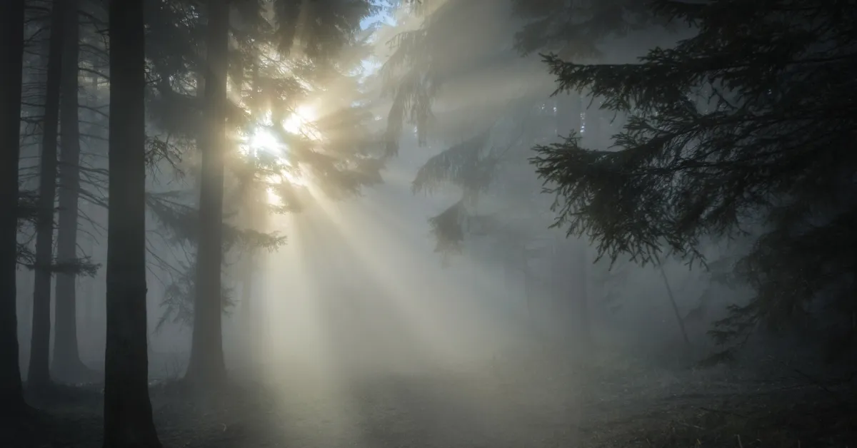 Golden light emerging from shadow, symbolizing self-awareness and the awakening of consciousness.