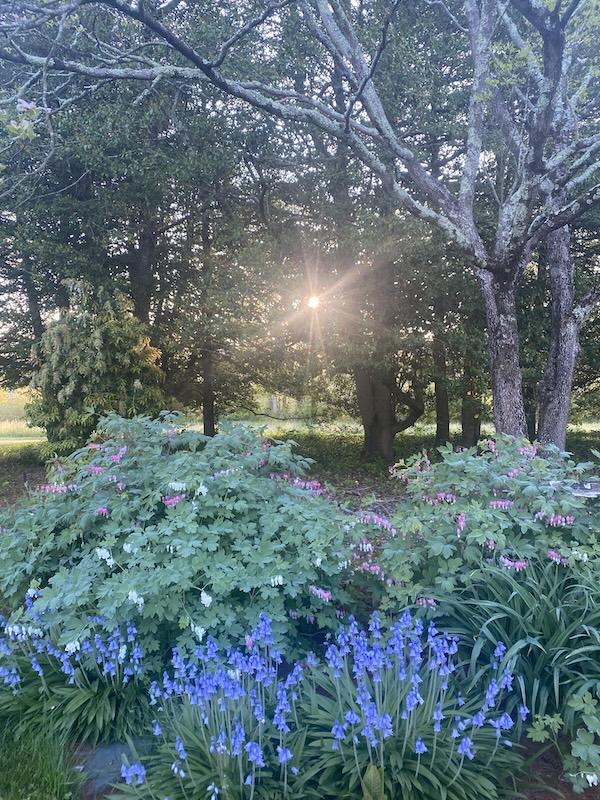 Morning sunlight filtering through a peaceful garden at Cheryl T. Campbell's home.