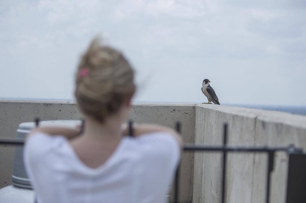 The Path That Led Us to The Wild Shift