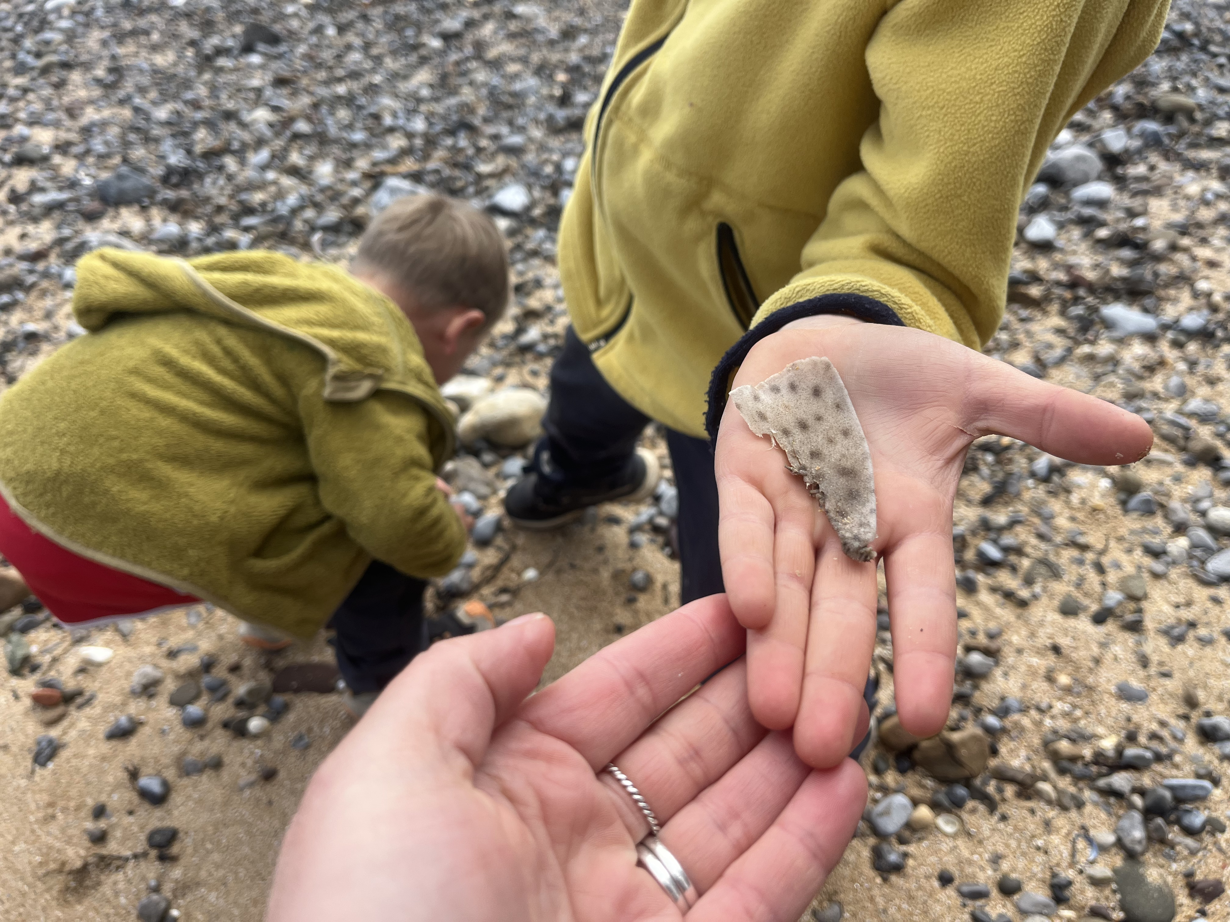 Molehills, Catsharks, Shells & What Children Really Learn From Us