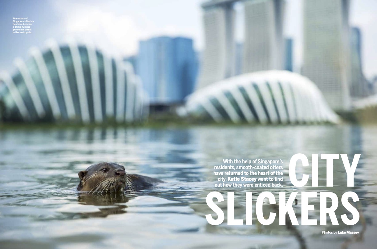 The Otters of Singapore and what they taught me about my kids
