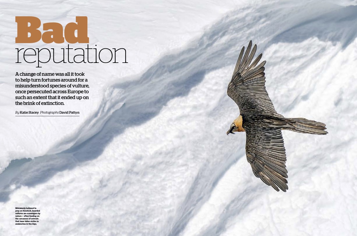 Bad reputation, what the Bearded Vulture taught me about my children