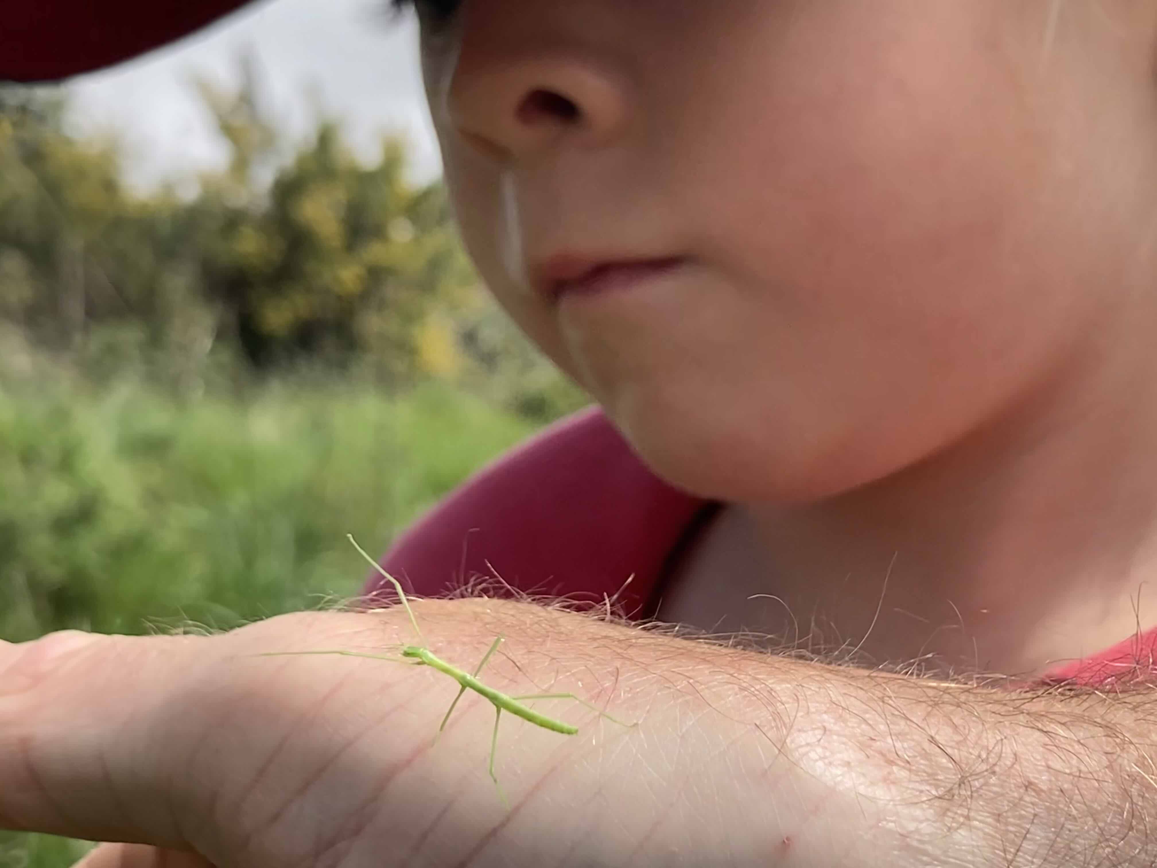 Little boy inspecting a stick insect calmly