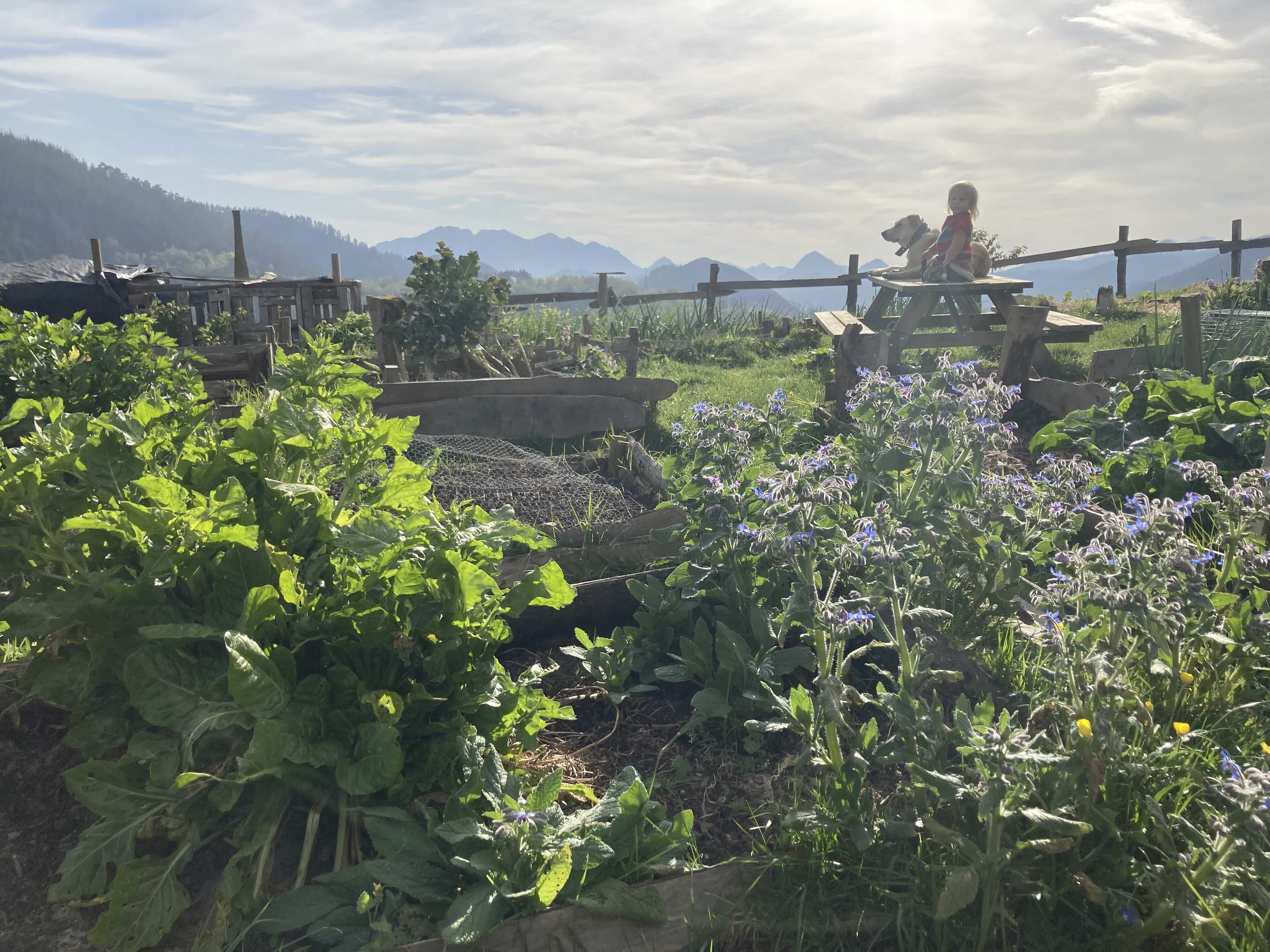 A boy in the vegetable garden taking a slow moment