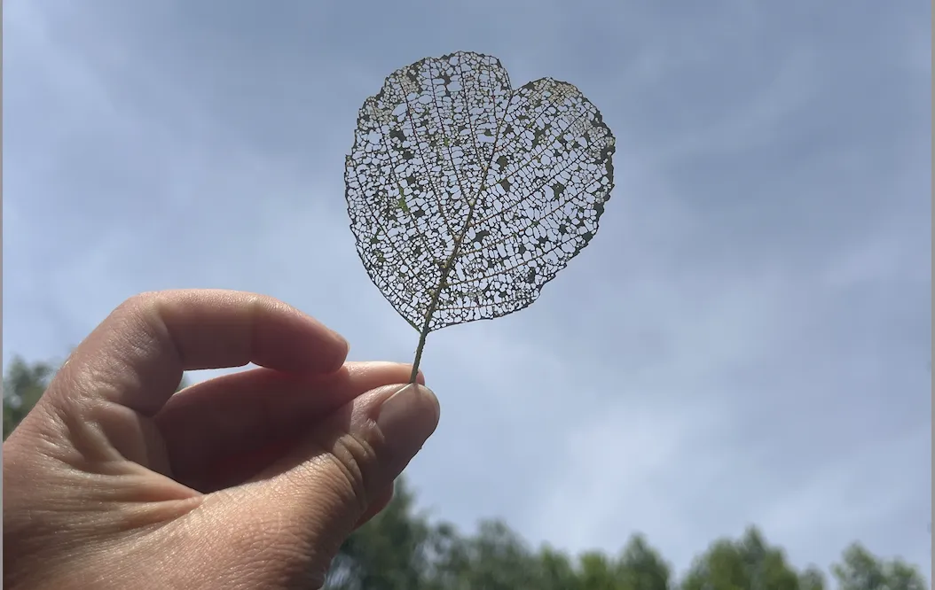 A beautiful leaf my son found and we admired together
