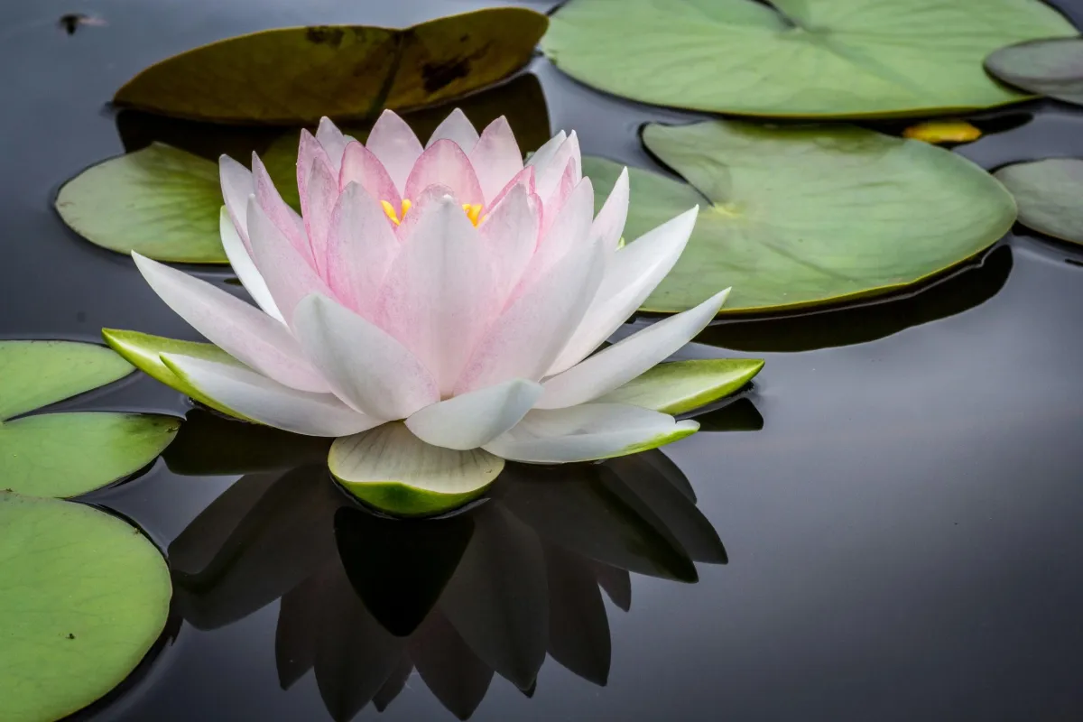Guided Meditation