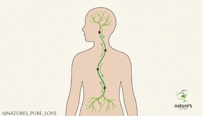 Gut Health Reproductive System