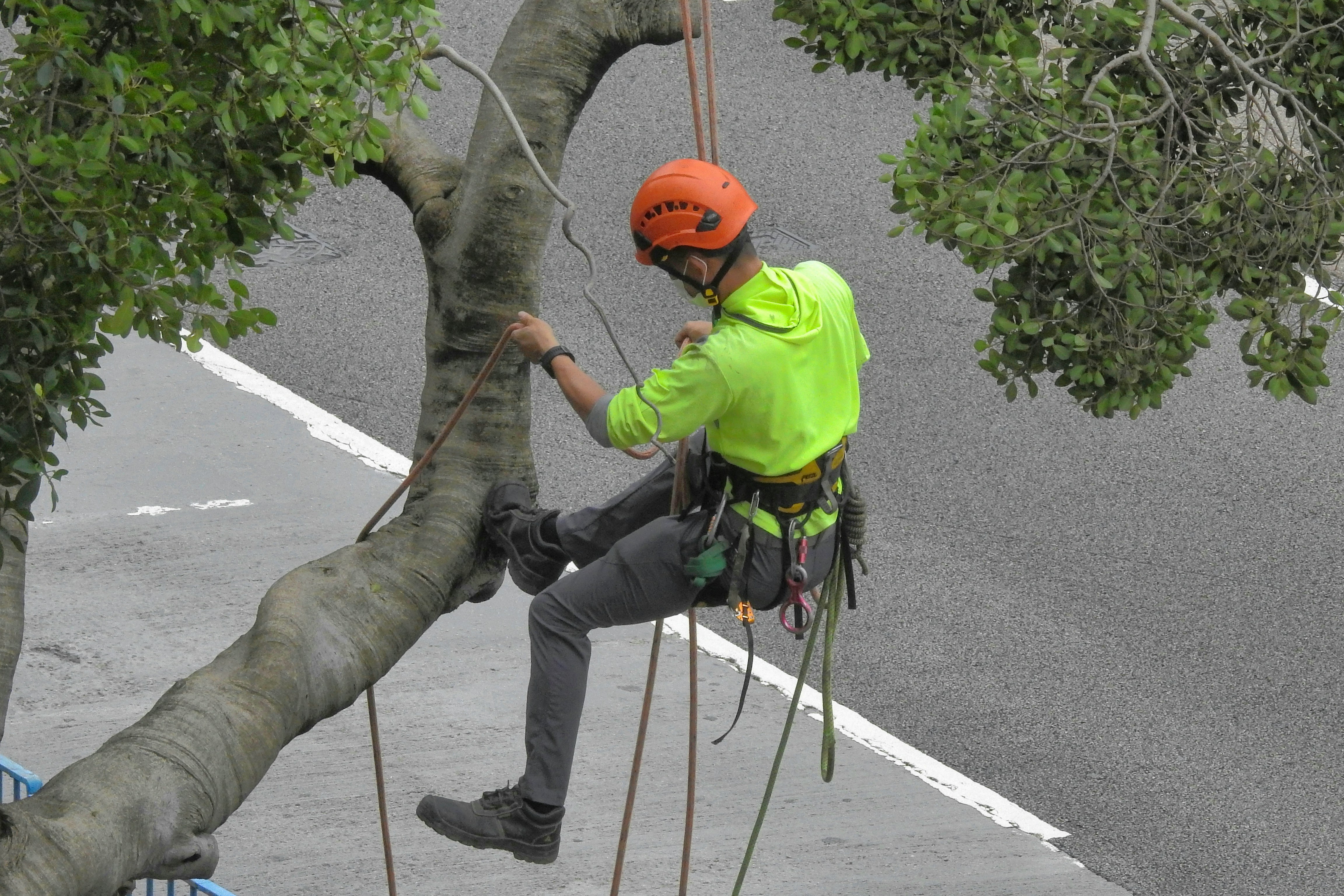 Tree Removal in San Antonio