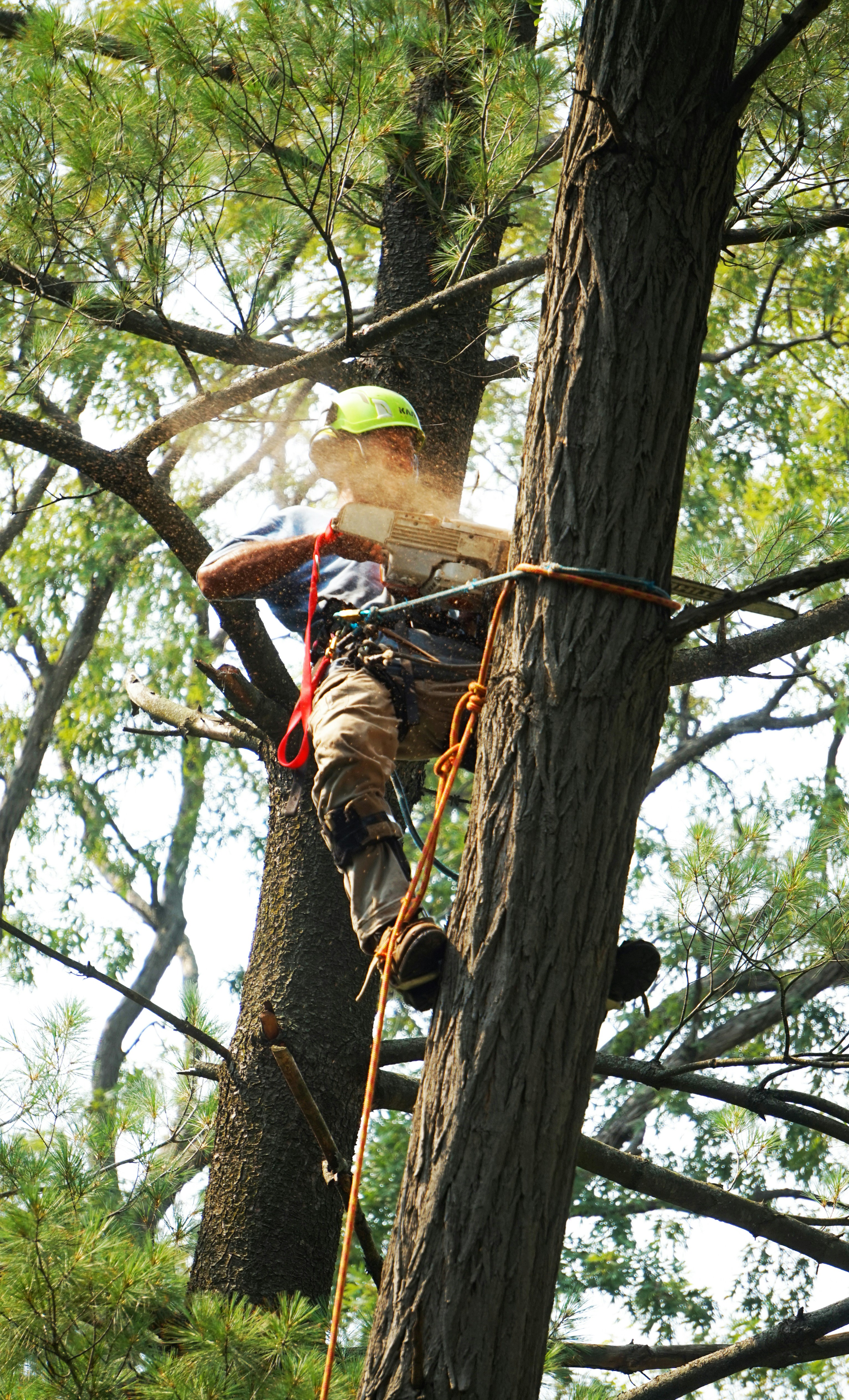 Tree Trimming in San Antonio