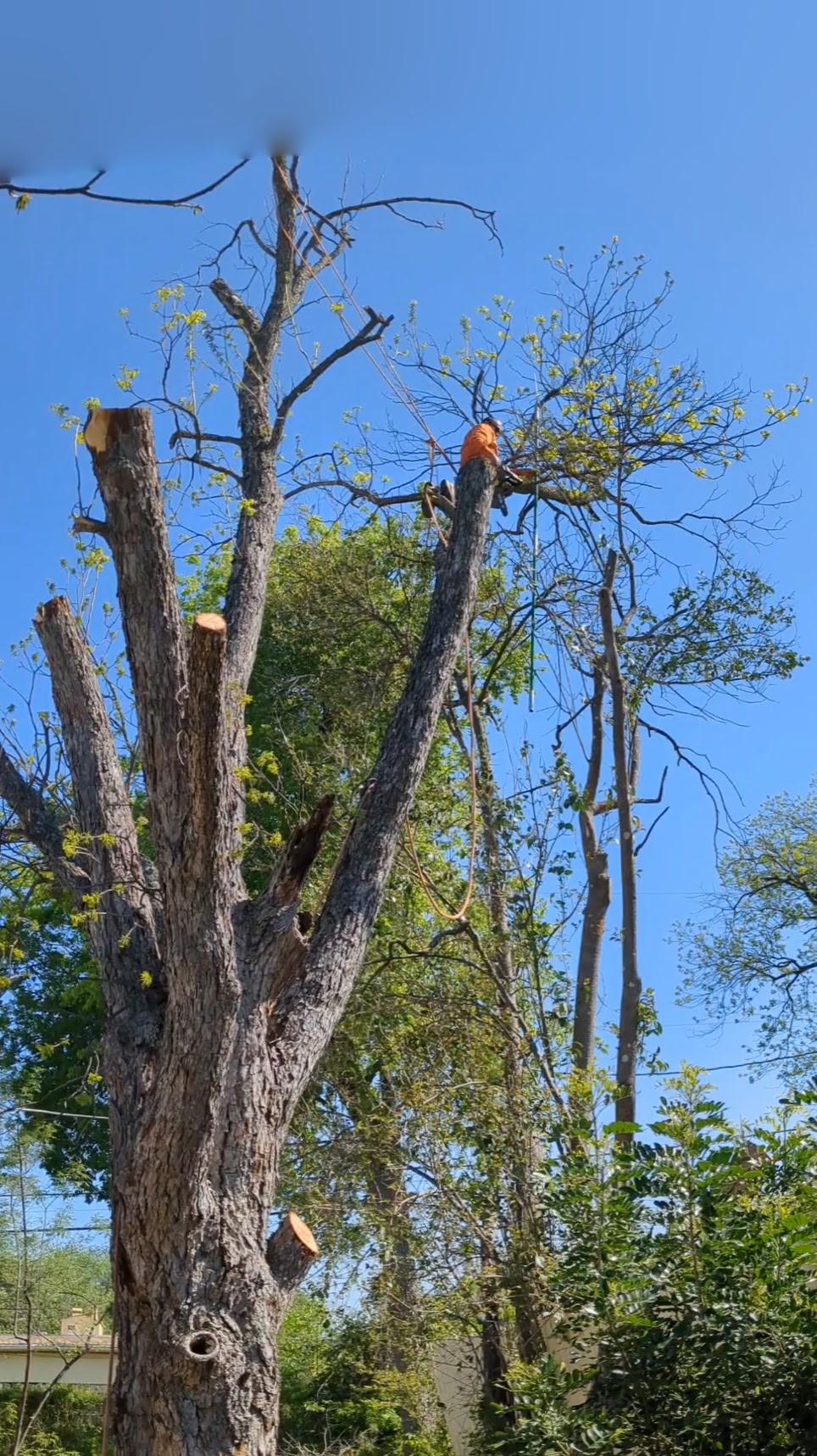 Pleasenton Tree Removal