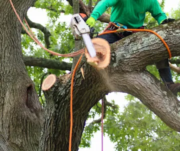 Tree Removal in Madison