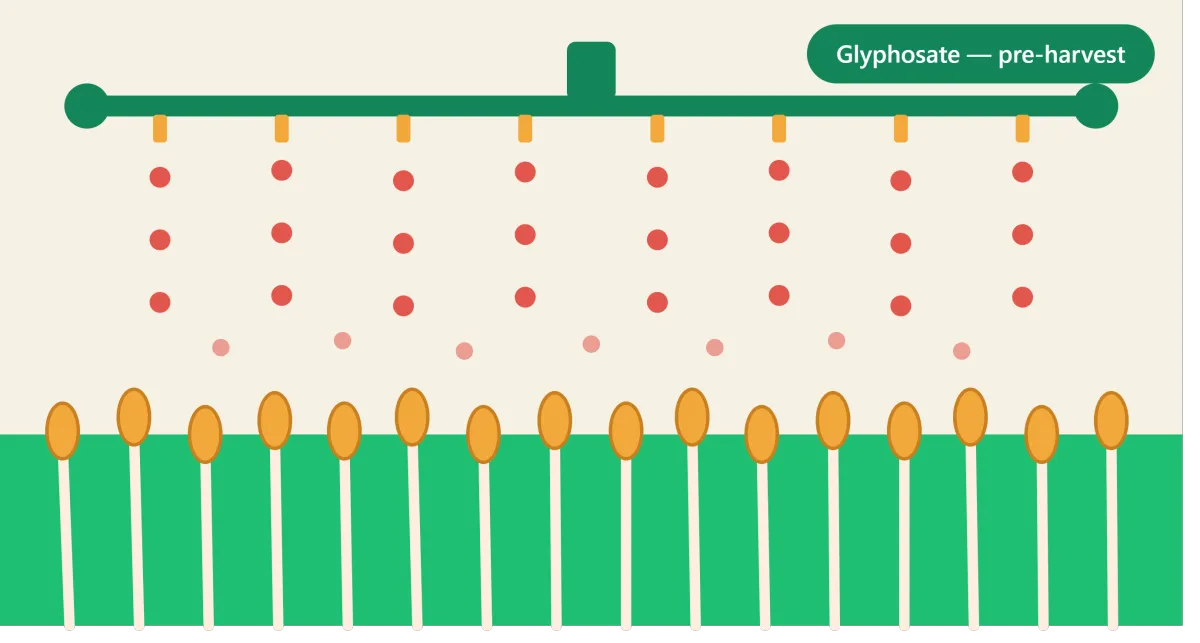 Illustration of a wheat field being sprayed with glyphosate before harvest. A green horizontal spray boom labeled "Glyphosate — pre-harvest" releases rows of red droplets over golden wheat stalks, visually depicting the application of herbicide across a crop before harvesting.