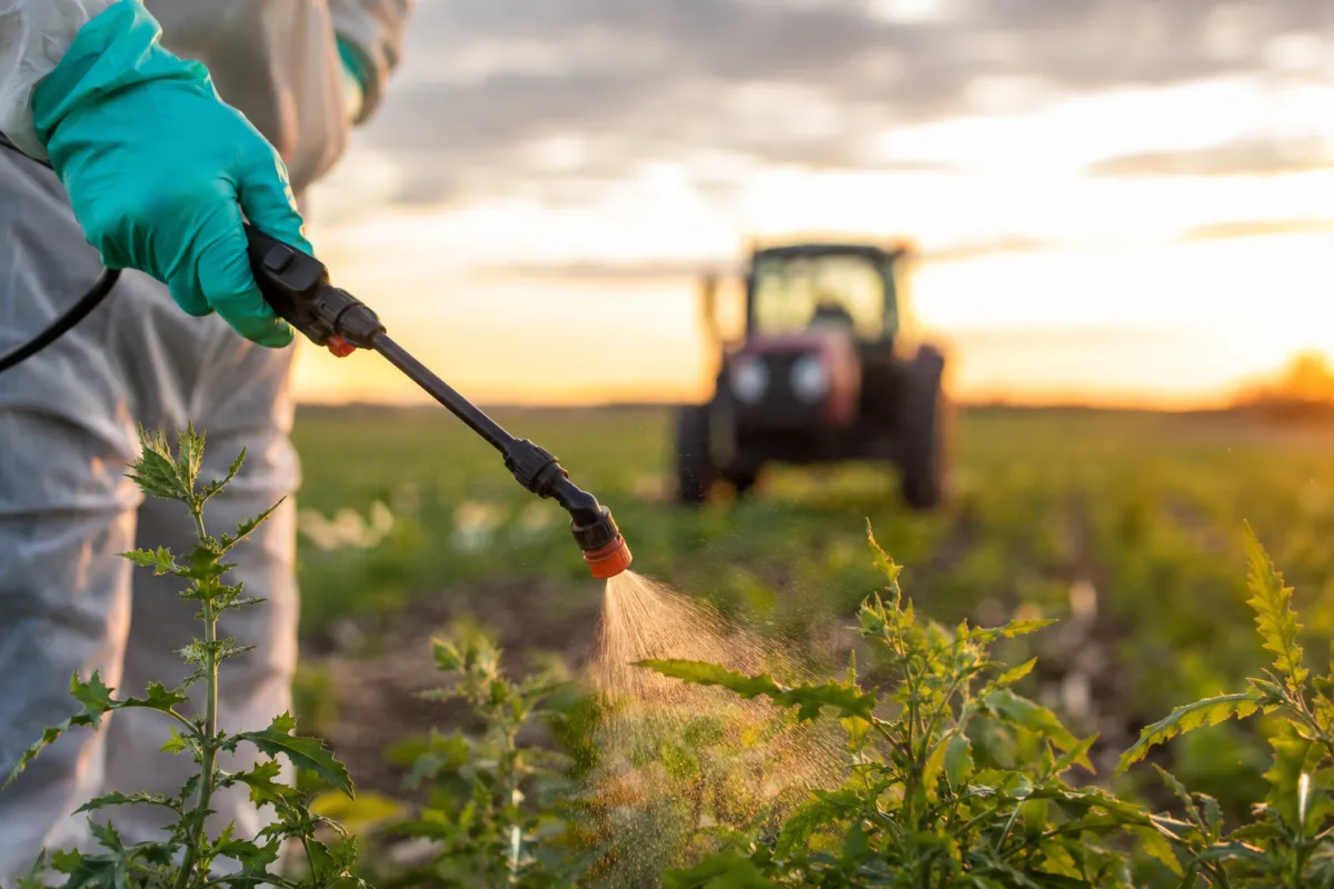 Farmer in protective clothing spraying herbicide over weeds in a crop field at sunset, with a tractor blurred in the background.