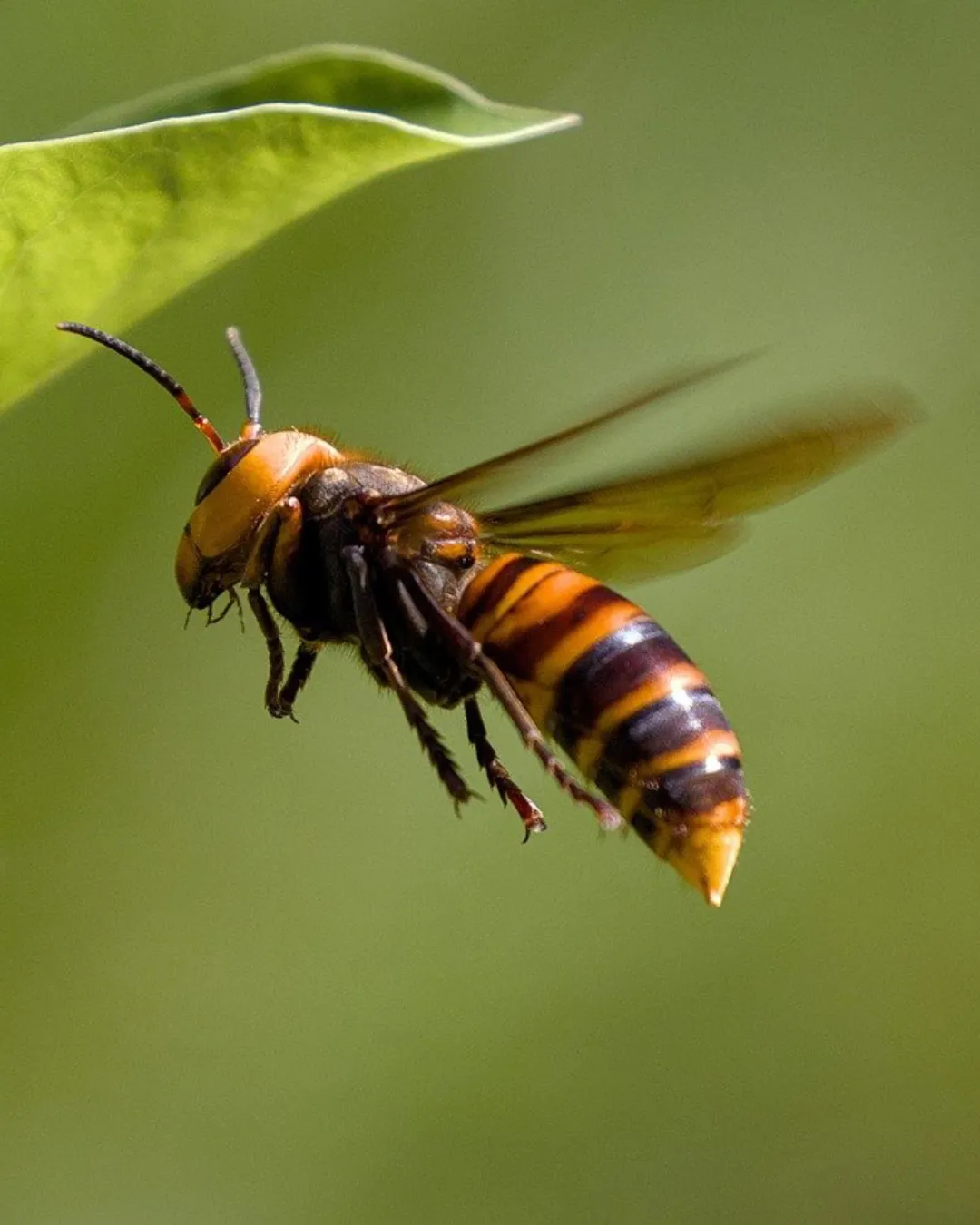 Wasp