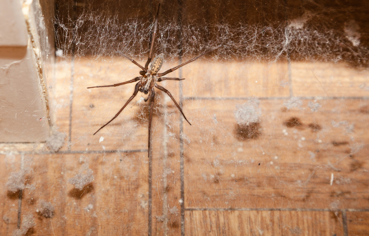 Spider Prevention