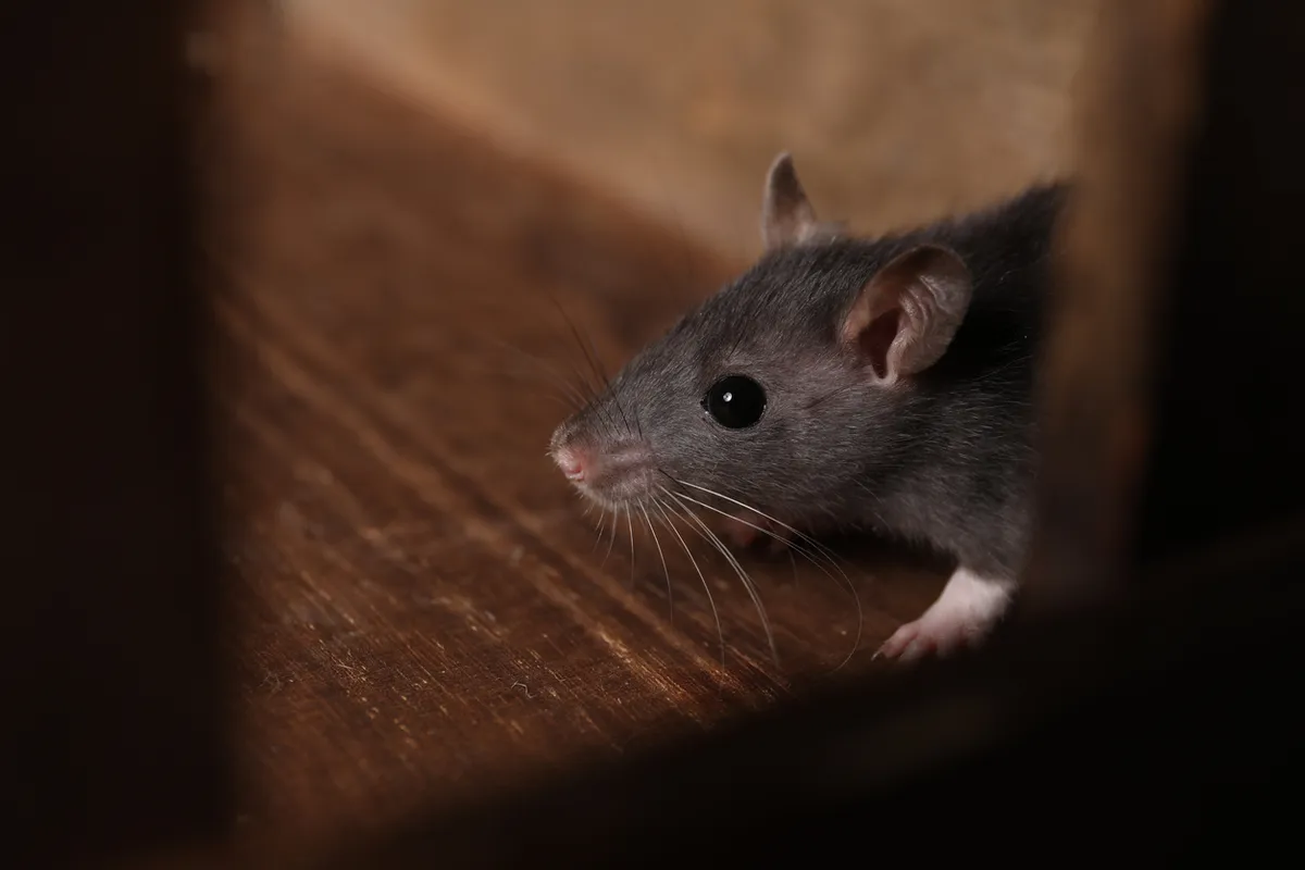 Rodent Control
