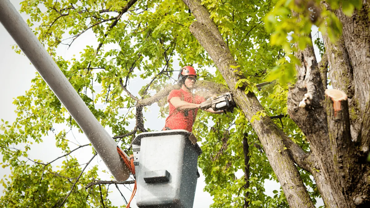 Tree Removal