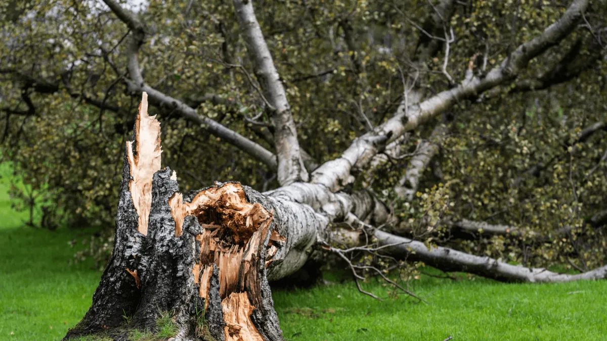 Tree Emergency