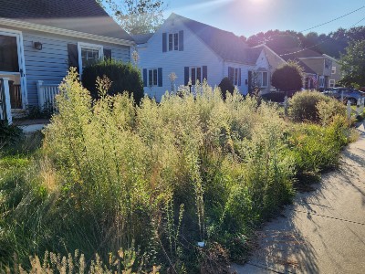 Lawn Repair in Brookline