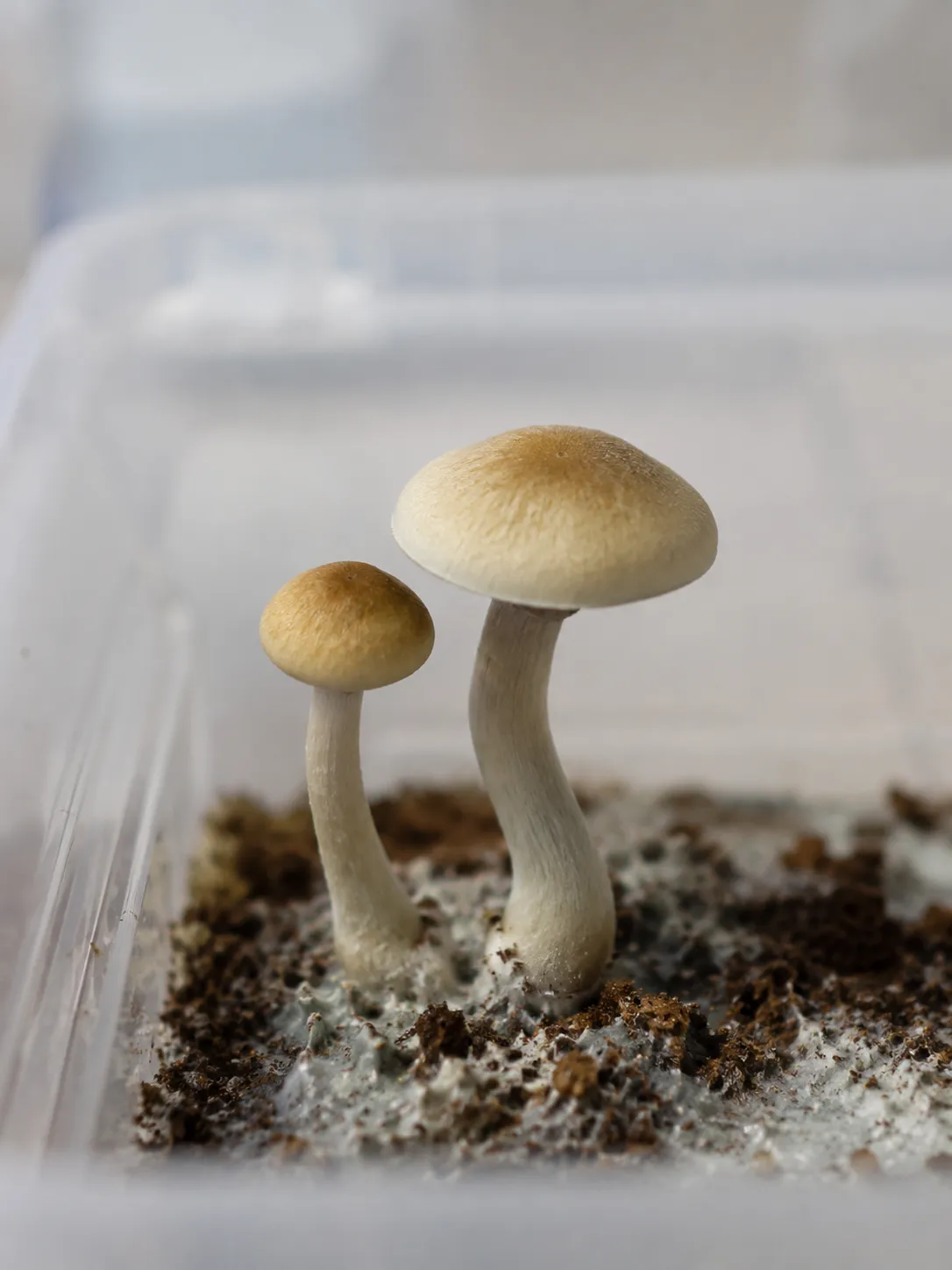 Gritty duotone image of Sunburst premium genetics