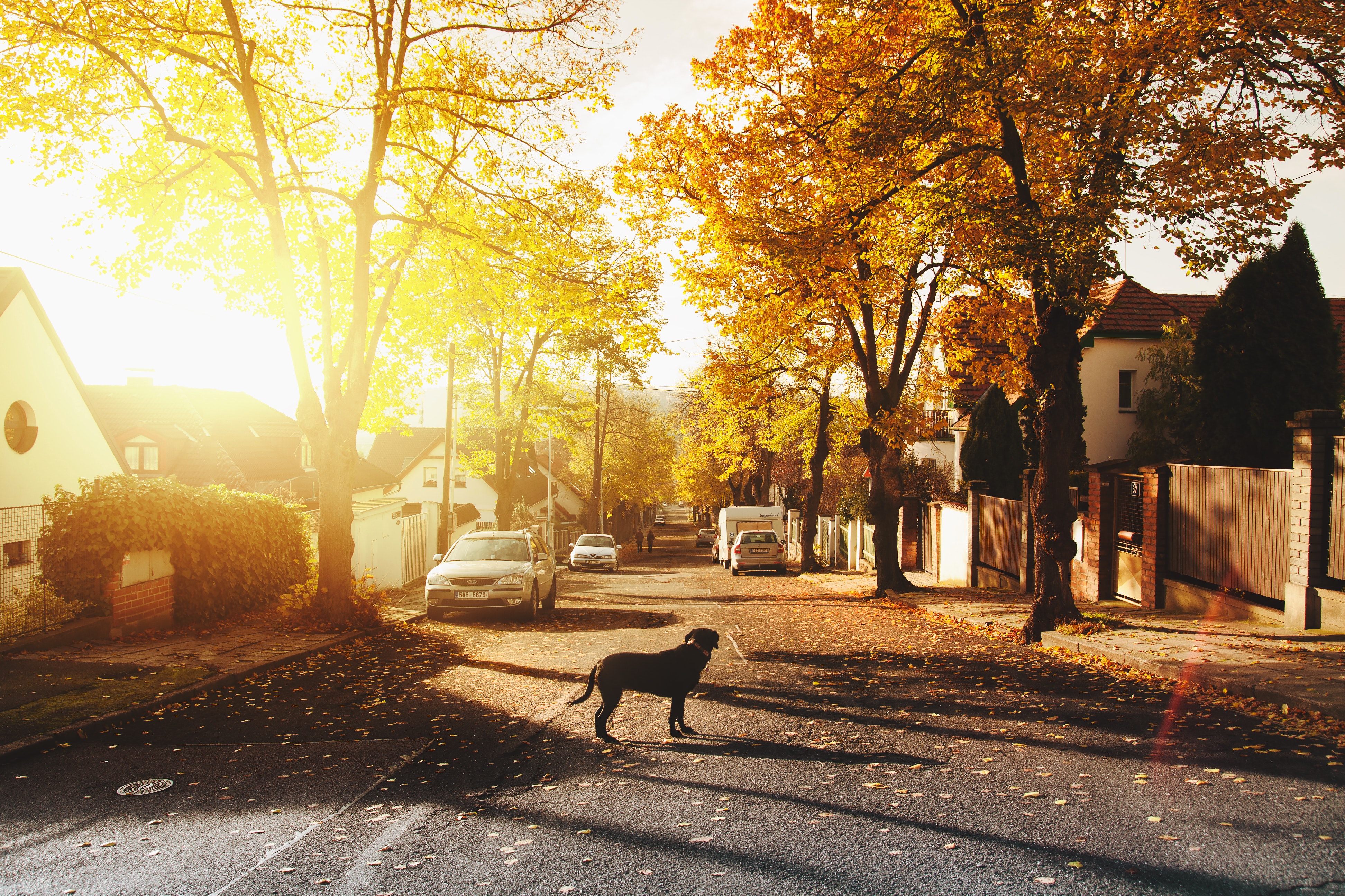 A quiet residential street in autumn, photographed into low sunlight through trees in full golden leaf, with cars parked along the kerb, houses set behind hedges and a black dog standing in the middle of the road.