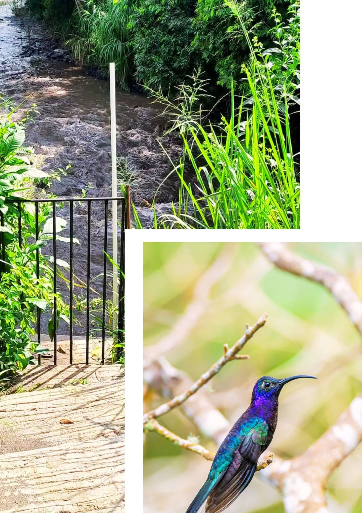 Glamping con piscina, Rio y Jacuzzi Privado | Finca Shaddai Villeta