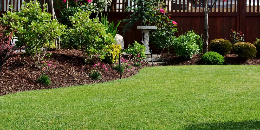 Well maintained lawn with established planting and bird bath in Bromsgrove garden