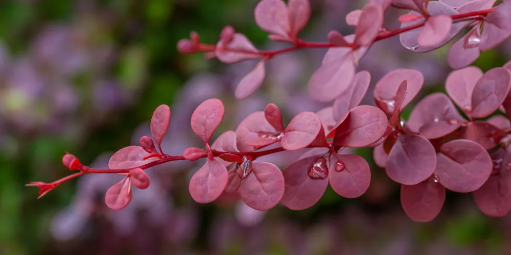 Close-up of Berberis blush branches showing red foliage in Bromsgrove garden