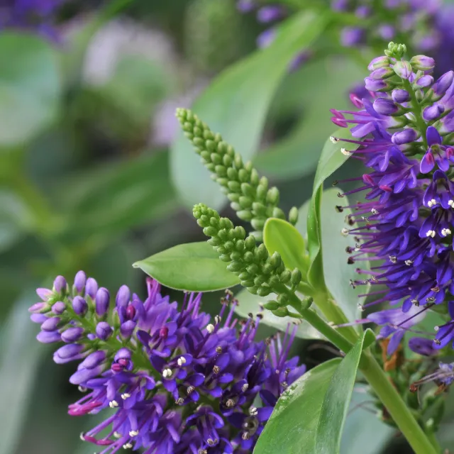 Close-up of vibrant purple Hebe flowers in a Bromsgrove garden