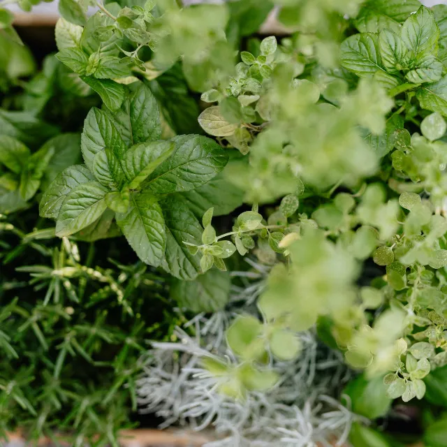 Mint growing among mixed garden foliage in a Bromsgrove garden