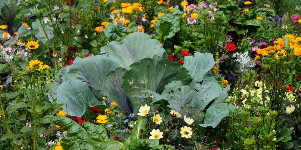Purple and green cabbage growing among wildflowers in a Bromsgrove garden