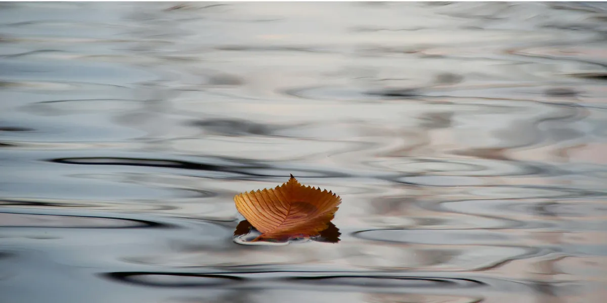 Single leaf floating on water representing feeling alone, overwhelmed and searching for calm and understanding